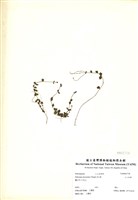 藏品(小二仙草)的圖片